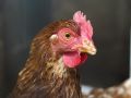 En los últimos 15 días no se han detectado casos en aves silvestres