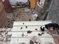 Los perros, rodeados de excrementos