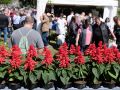 Feira plantacion 3