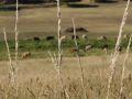 info sobre garrapatas hierbas altas
