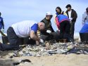 Limpieza playa de Doniños voluntarios de Afundacion