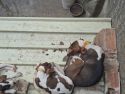 Estado de los perros