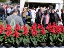 Feira plantacion 3