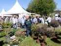La Feira da Plantación sadurniñense contó con estos fondos en 2025