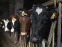 vacas