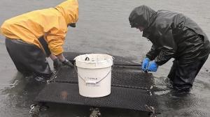 Las mariscadoras locales adquirieron 210 kilos de semilla de almeja japonesa 