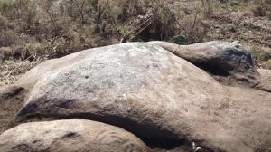La roca con los petroglifos al pie de la zona quemada