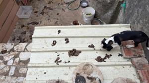 Los perros, rodeados de excrementos