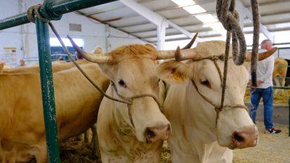 Feira do Gando003
