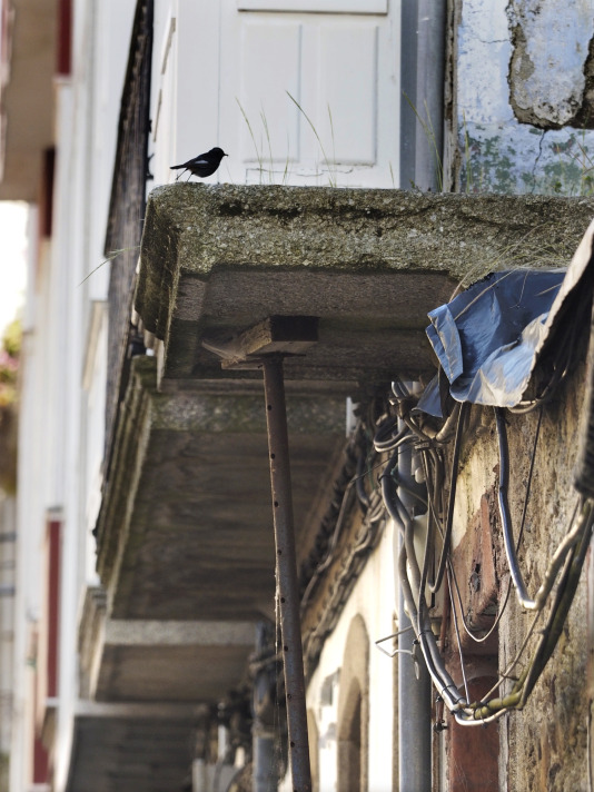 Calle Carlos III de Ferrol (Jorge Meis) (67)