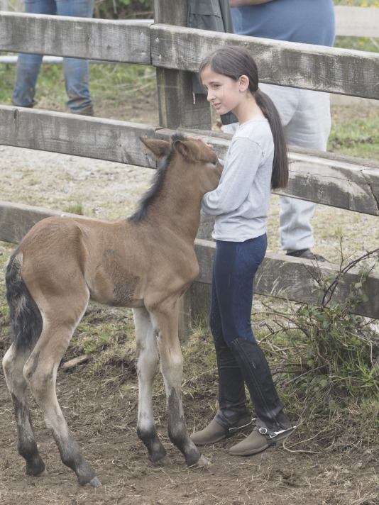 Rapa das bestas A Capelada Cedeira (Jorge Meis) (42)