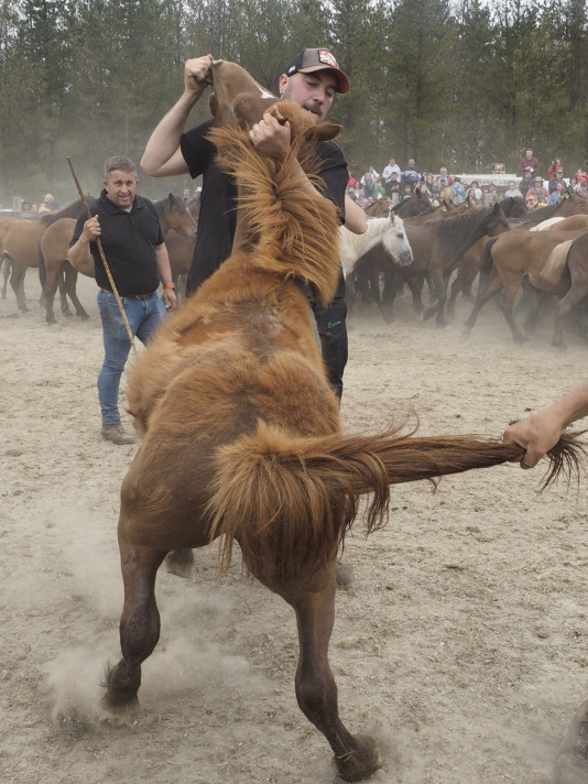 Rapa das bestas A Capelada Cedeira (Jorge Meis) (39)