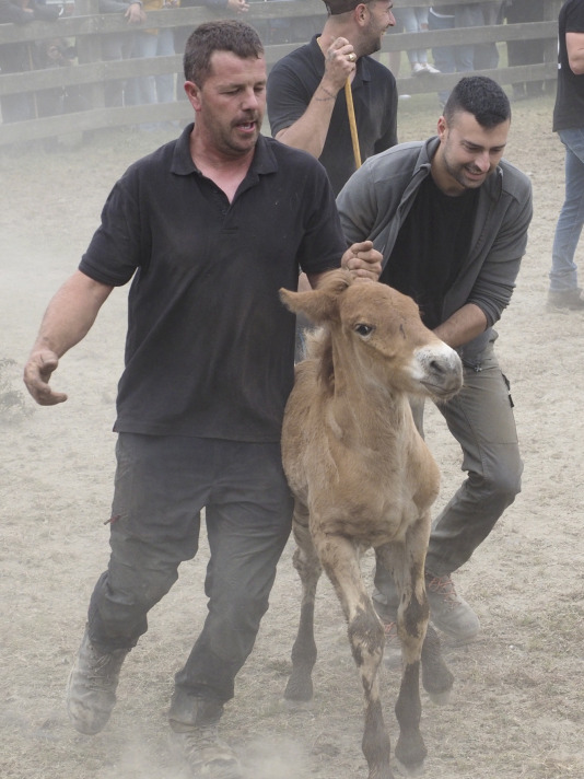 Rapa das bestas A Capelada Cedeira (Jorge Meis) (25)