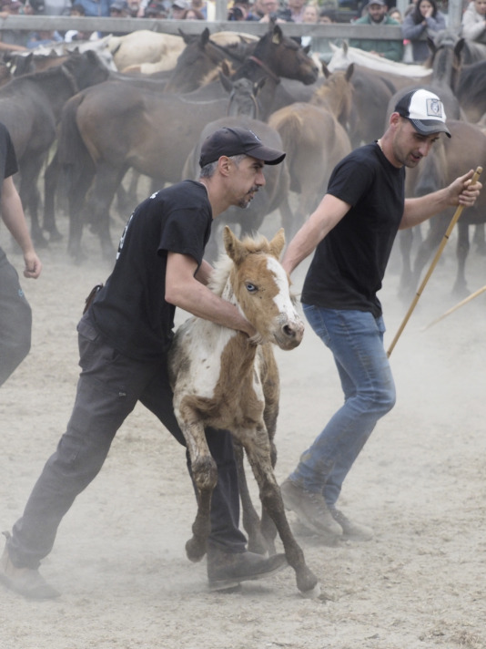 Rapa das bestas A Capelada Cedeira (Jorge Meis) (22)