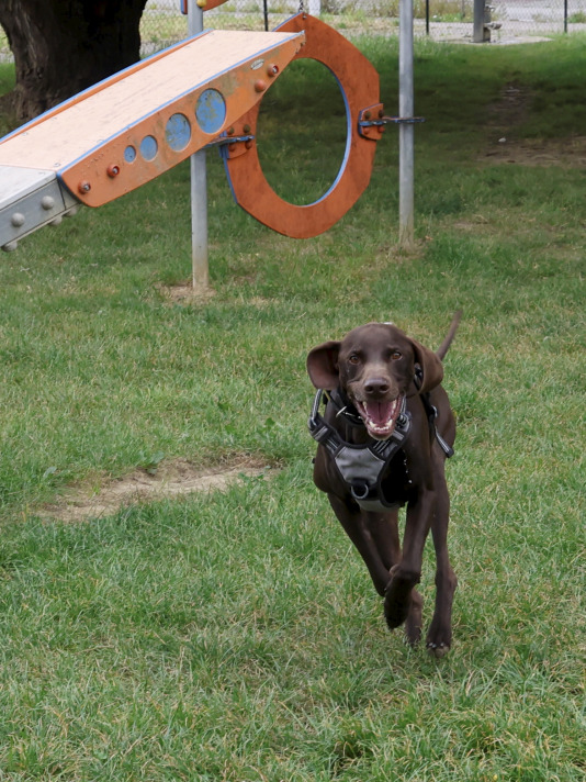 Parque Canino del Bertón