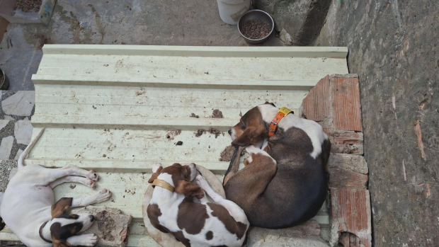 Estado de los perros