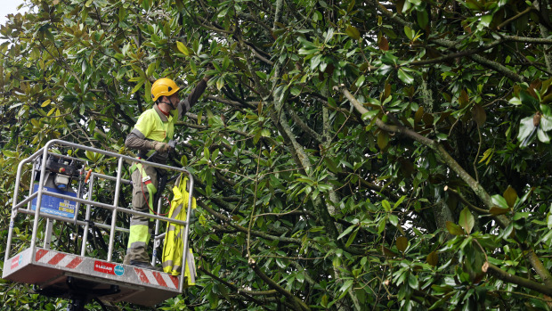 PODA DOS MAGNOLIOS NO CANTÓN DE MOLÍNS