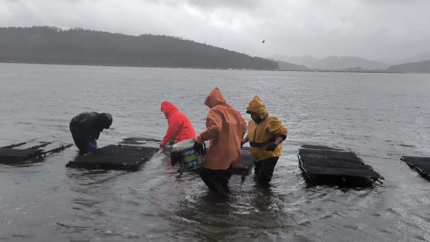 Mariscadoras de Cariño
