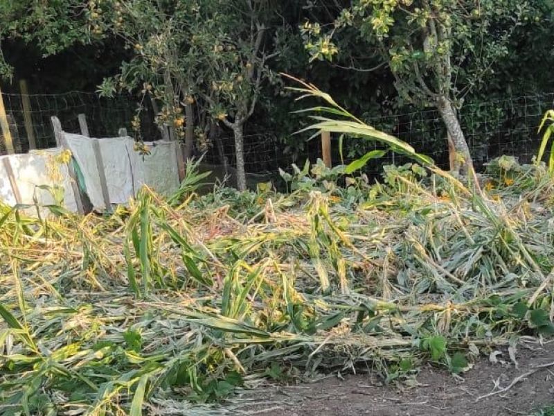 El jabalu00ed atemoriza a los residentes de Neda tras el ataque reciente a la perra de un vecino