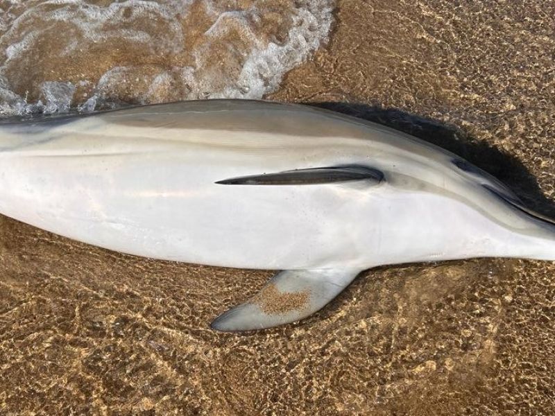 Delfines varados Valdoviu00f1o