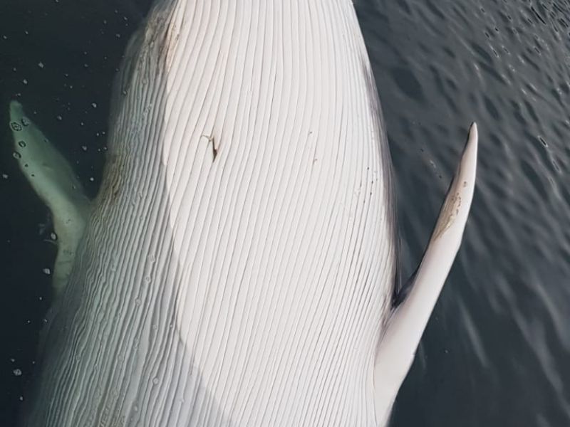 Ballena flotando