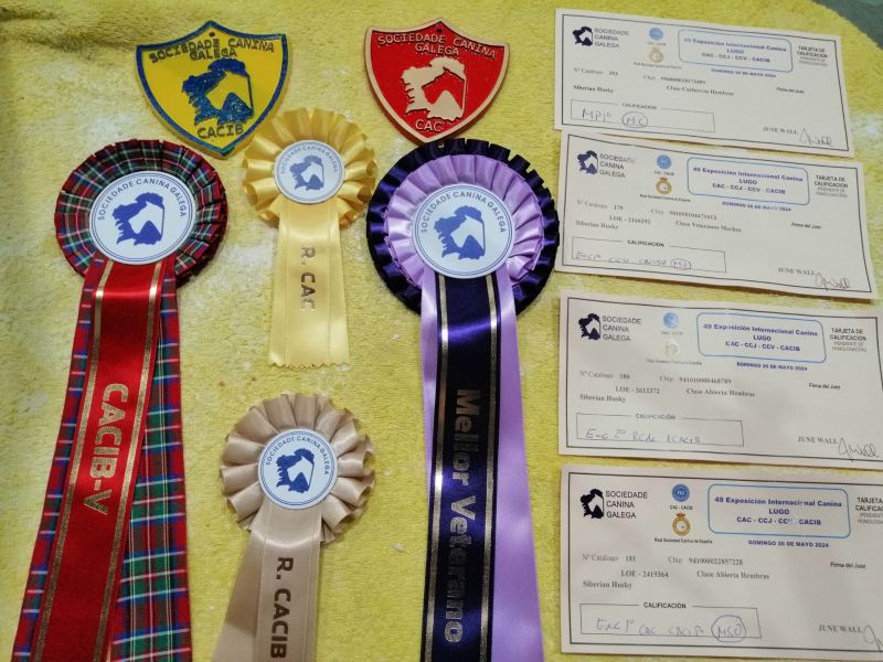 Juan Gomariz Cerdido exposicion canina6