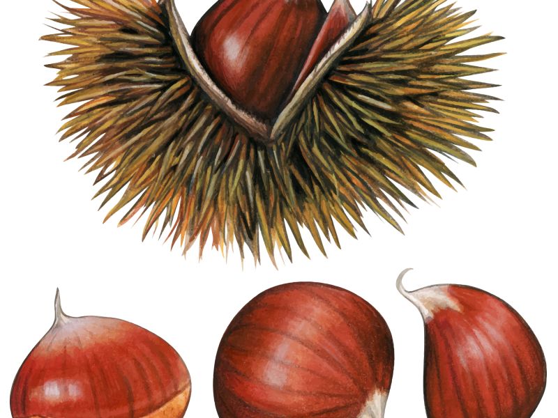 Chestnut
