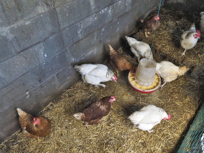 Gallinero meis