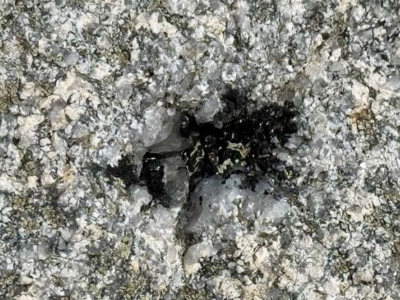 Geolodia 2025 Conjunto de cristales de turmalina