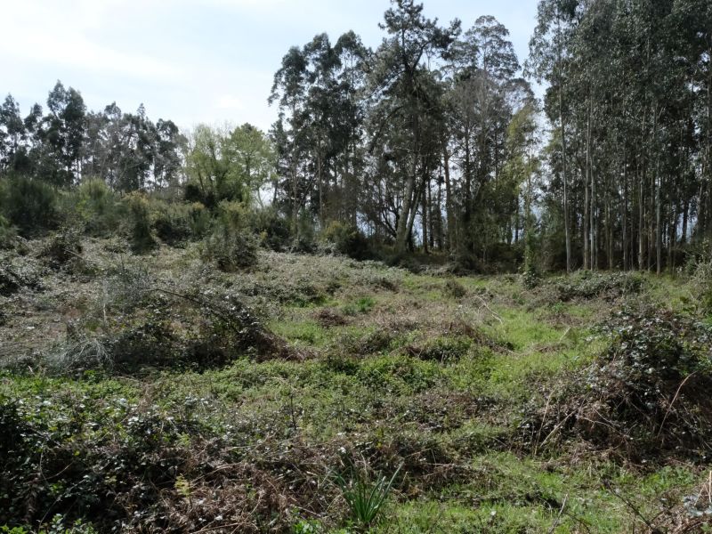Castro de Centroña