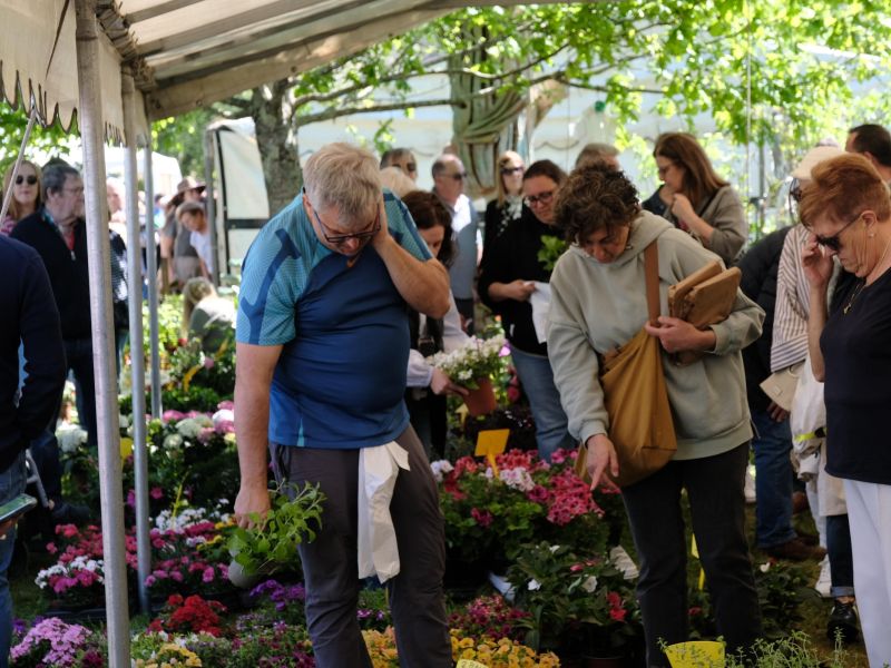 Feira plantacion 2