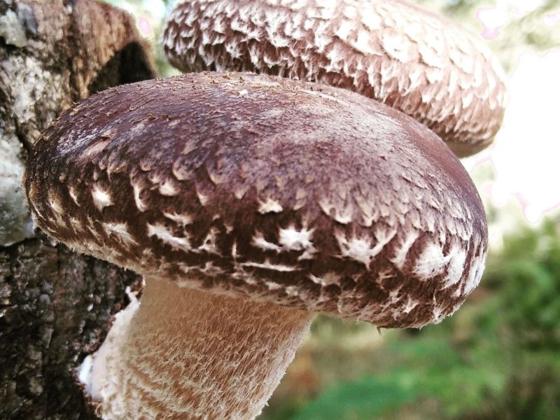 Setabella shiitake As Pontes2