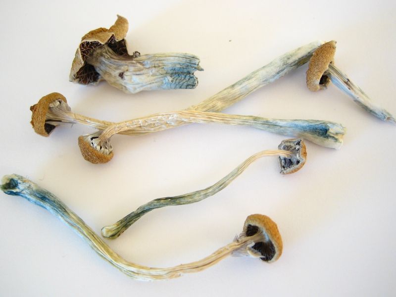 Dried Cubensis