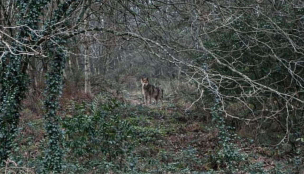 Un lobo acecha en uno de los caminos que recorren el lugar de Vilasanche