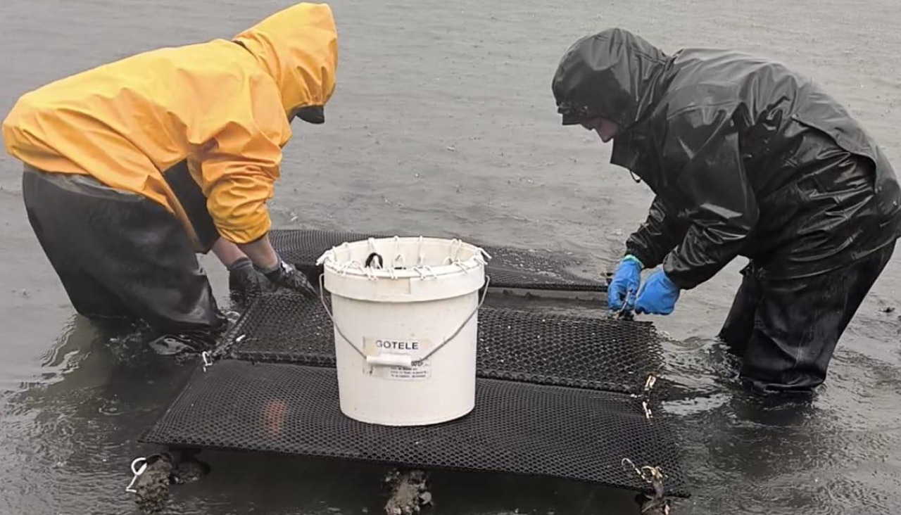 Las mariscadoras locales adquirieron 210 kilos de semilla de almeja japonesa 