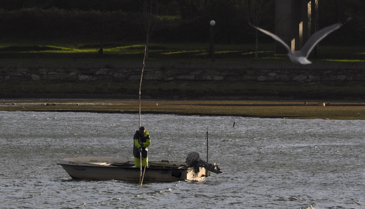 Labores de marisqueo en Pontedeume
