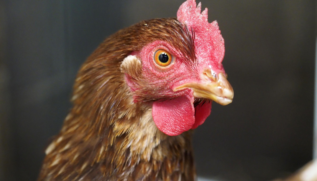 En los últimos 15 días no se han detectado casos en aves silvestres