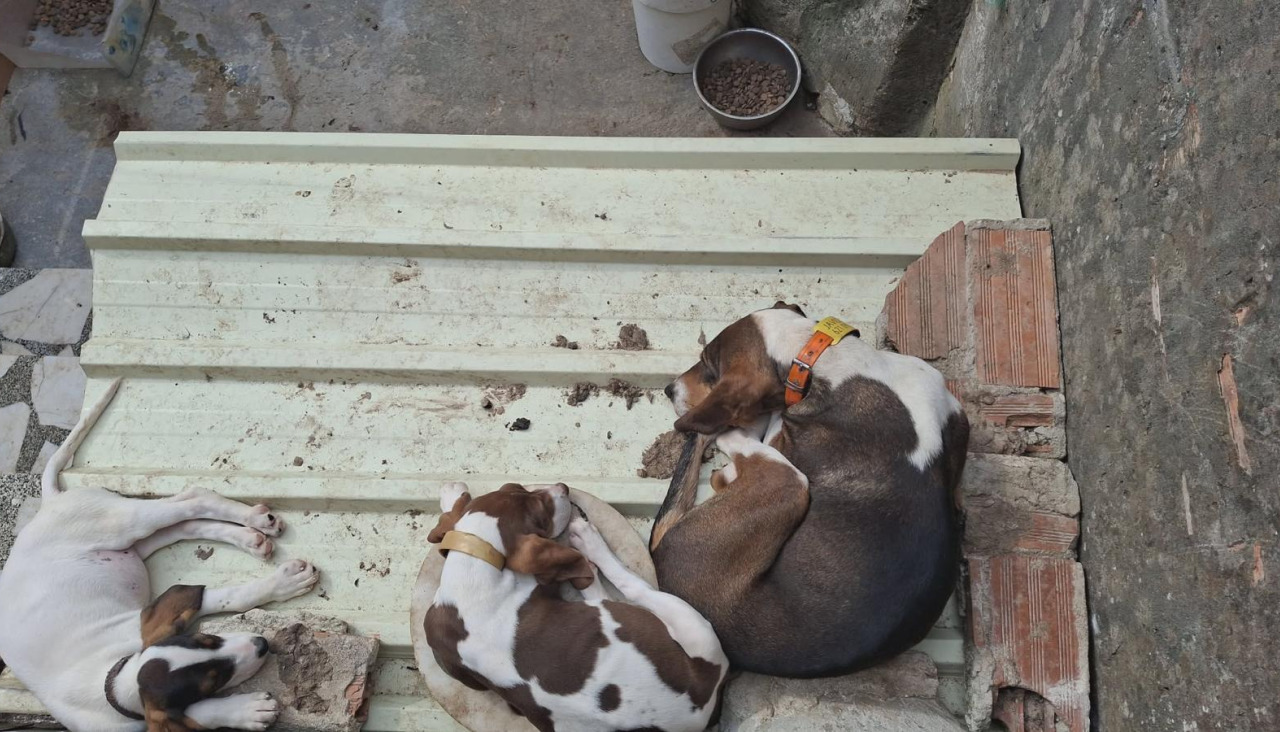 Estado de los perros