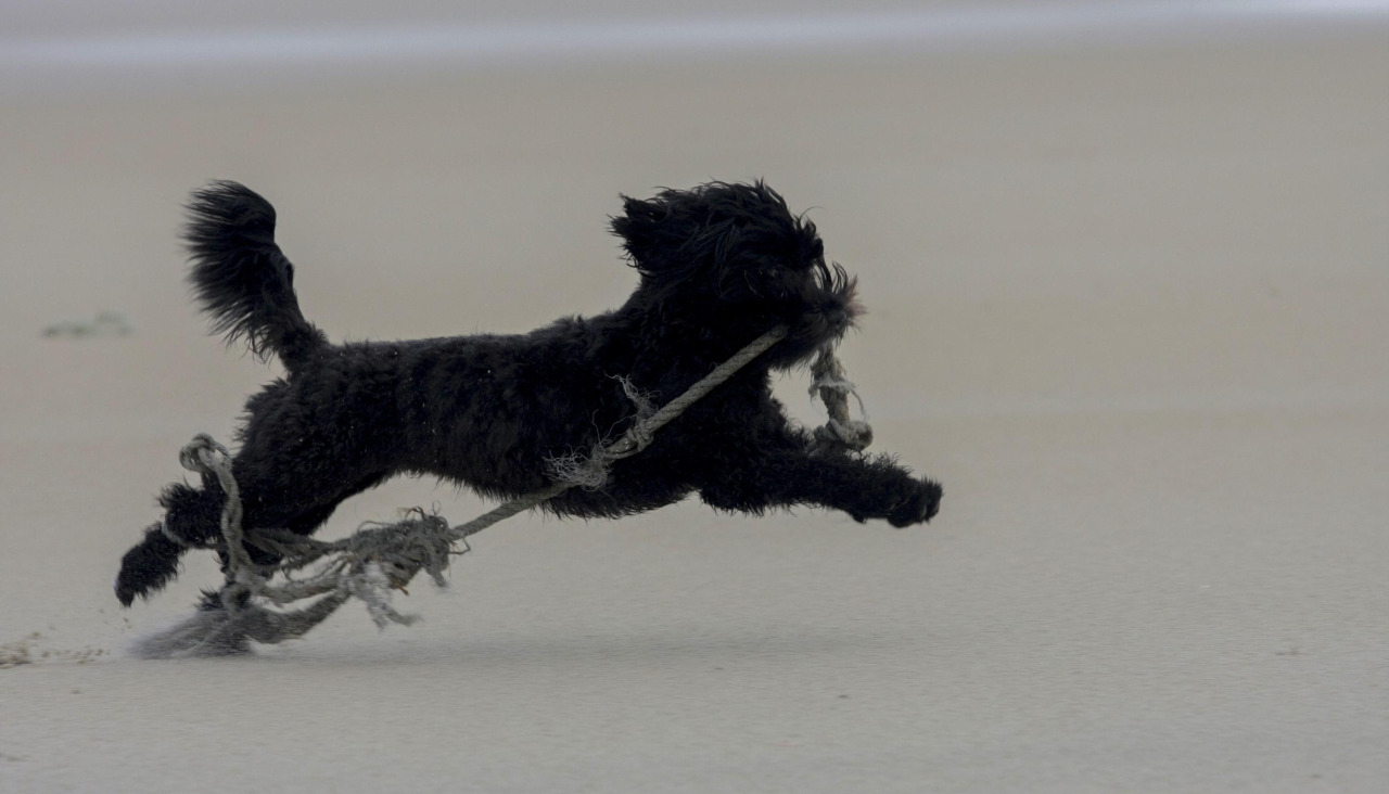 Los perros todavía no podrán campar a sus anchas por ninguna playa en temporada estival