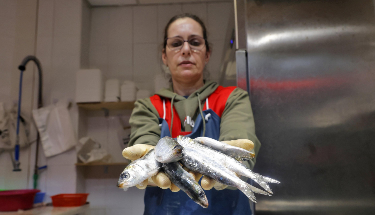Sardinas Niki