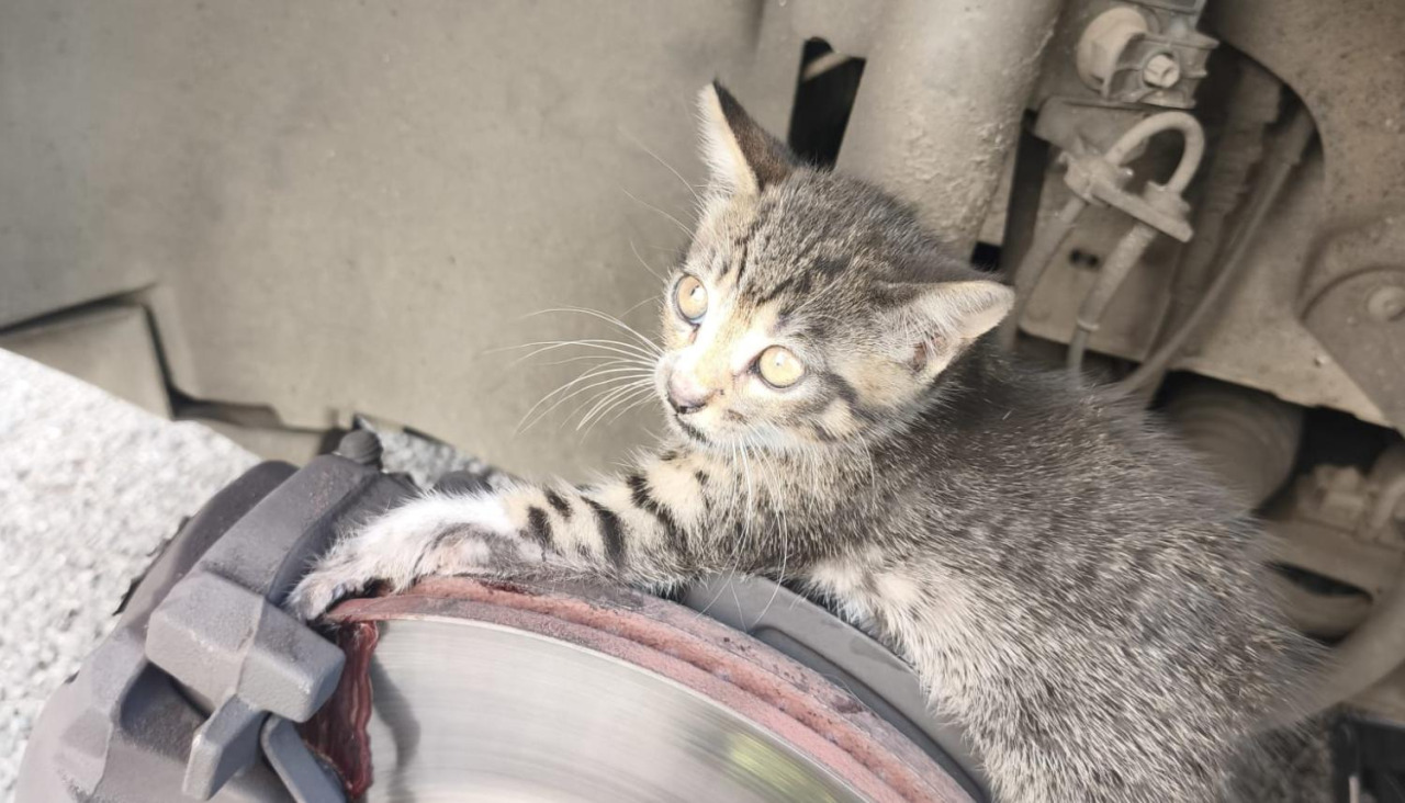 El gatito, durante su rescate