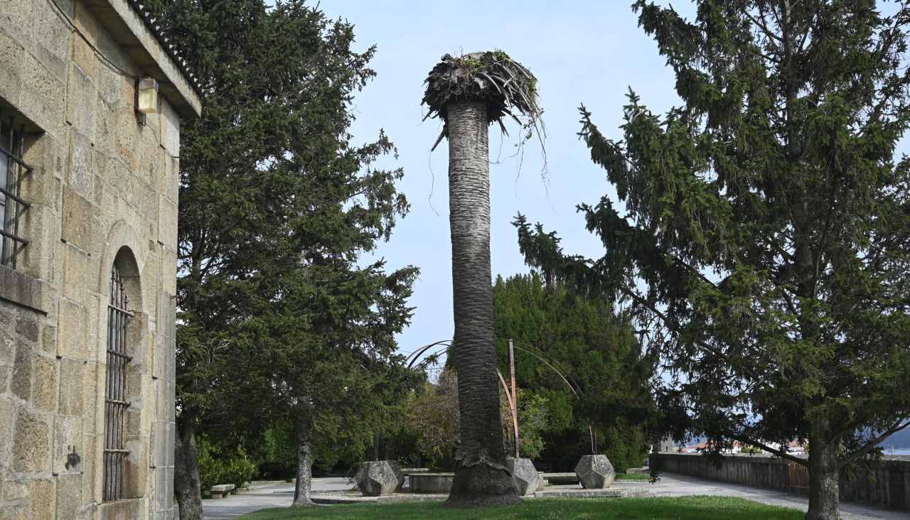 Palmera en el Baluarte de San Juan