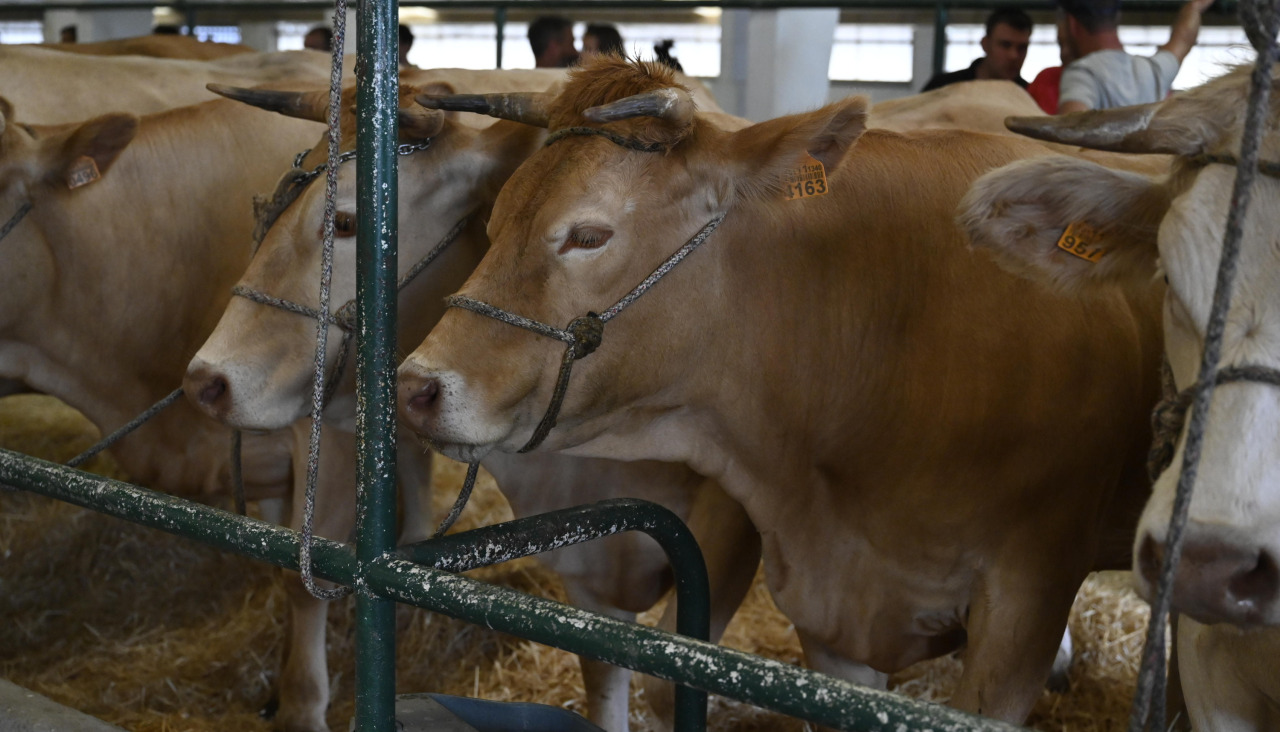 Feira do Gando Vacún de Moeche @Emilio Cortizas (10)