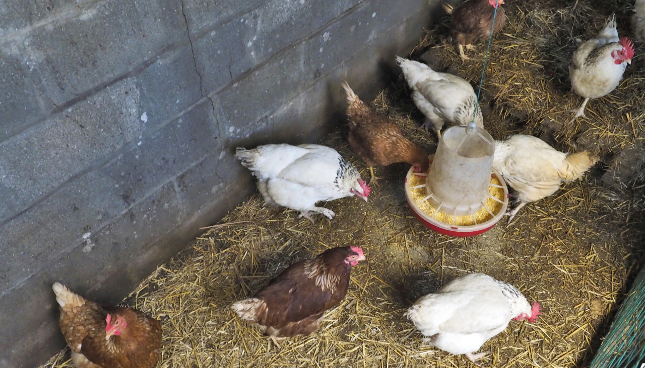 Gallinero meis
