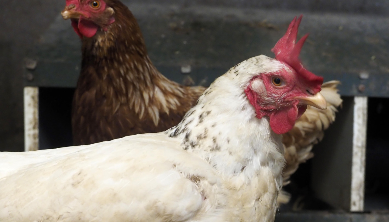 Gallinas meis