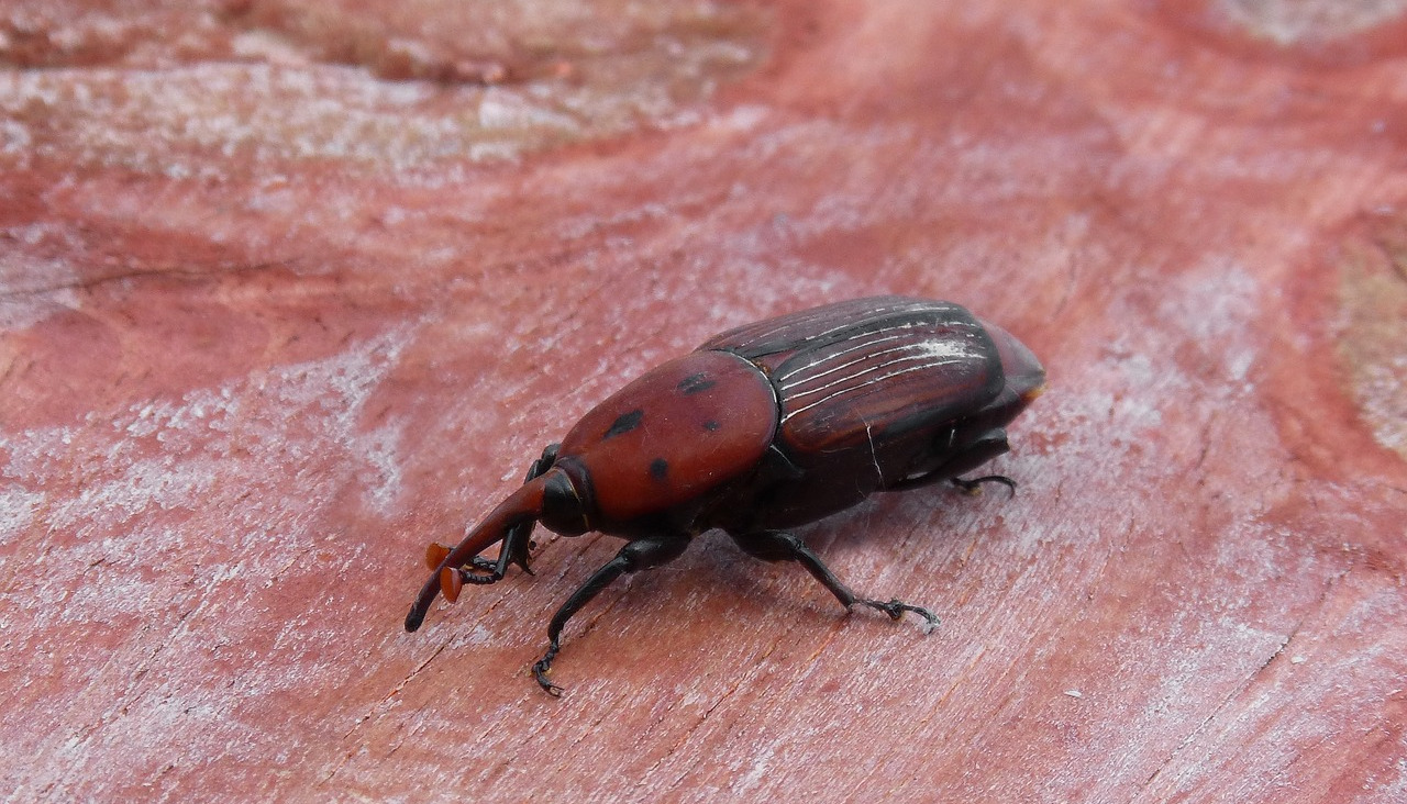 Rhynchophorus ferrugineusPicudo rojo