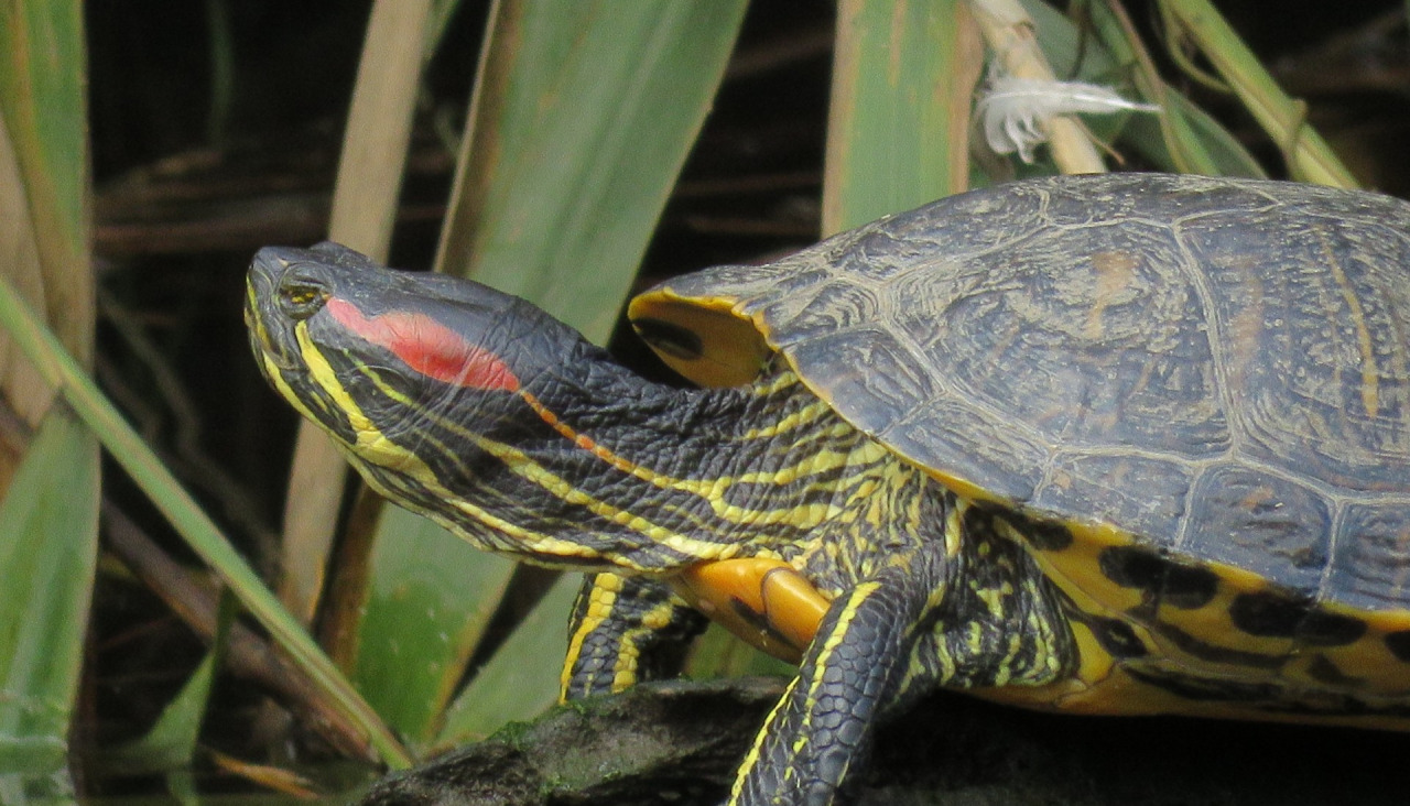 Tortugas florida rio Condomiñas Cedeira foto Rafael Lopez Loureiro