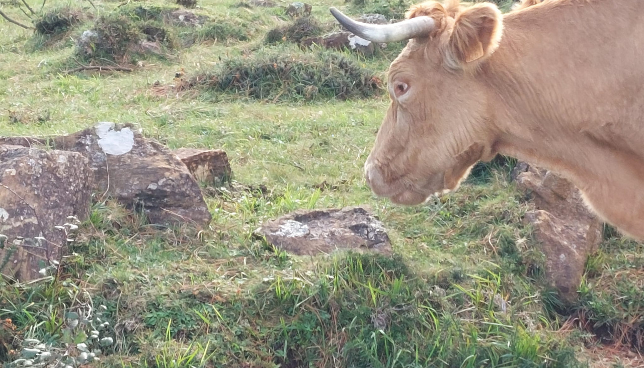 Vaca Serra da Capelada