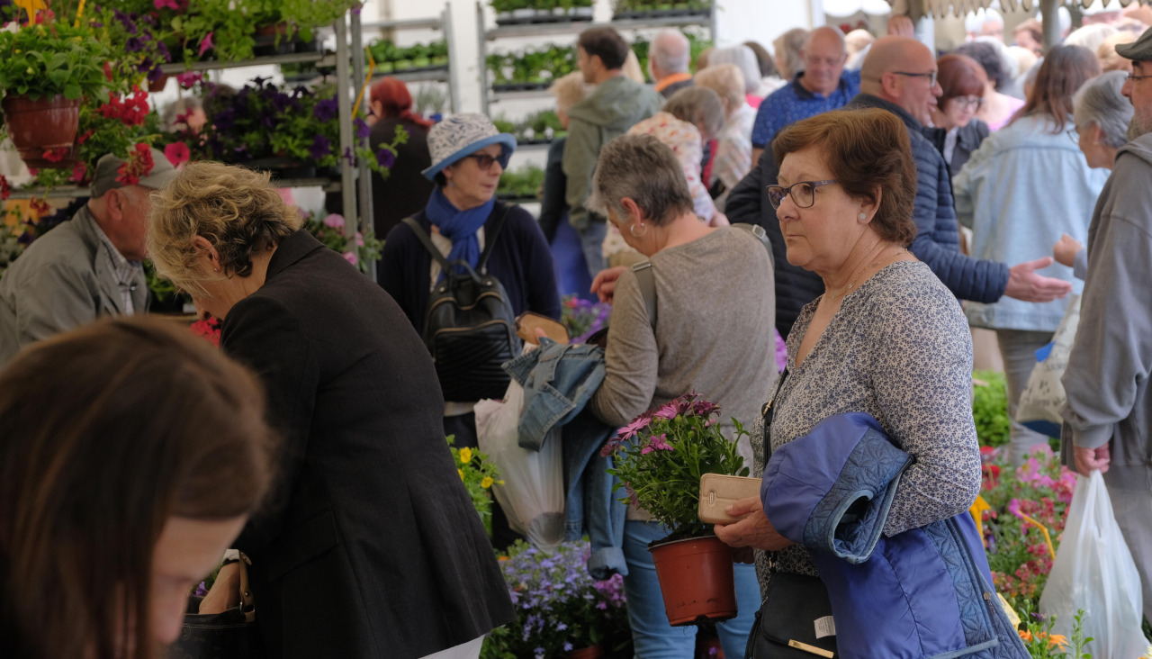 Feira da Plantación San Sadurniño2 Daniel Alexandre