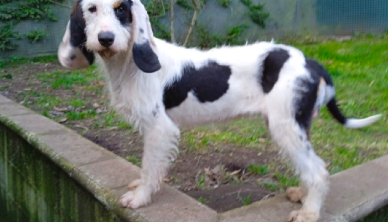 Lu00eda, perrita en adopciu00f3n 